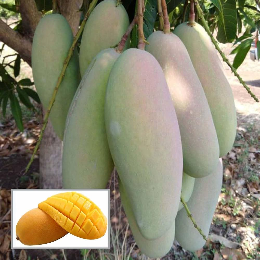 3 Test Mango 3ft